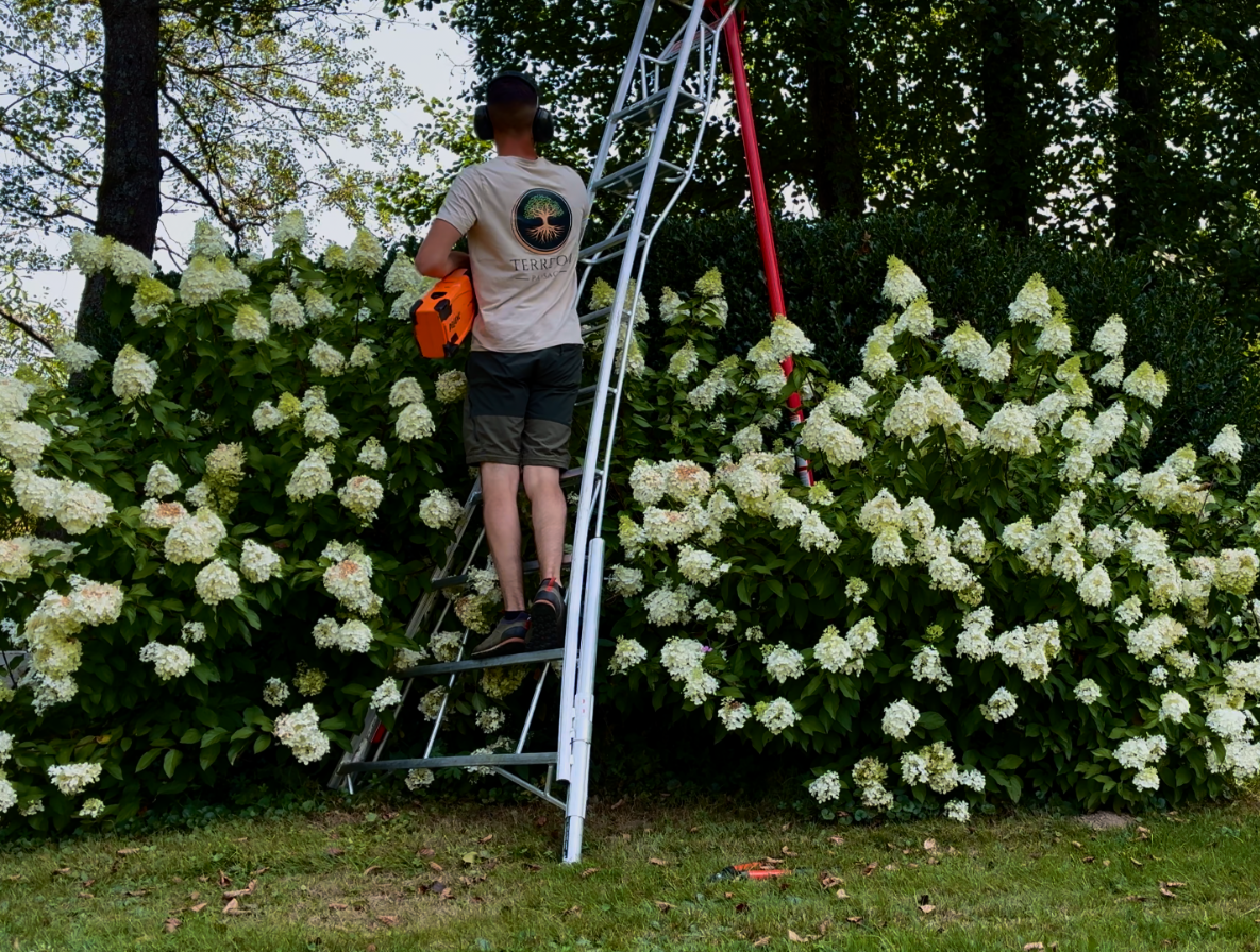 terreompaysage - taille de buissons derrière des fleurs